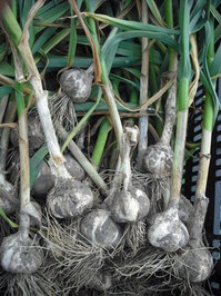 canada-2011july-garlicのサムネール画像