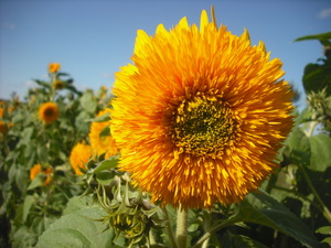canada-2011september-sunflowerのサムネール画像