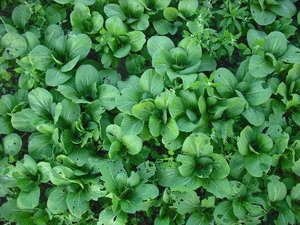 canada-sep2011-vegetables