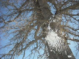 canada-2012feb-snowtree.jpg